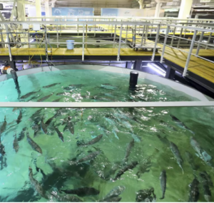 Best Fiberglass Manufacturer in the UAE